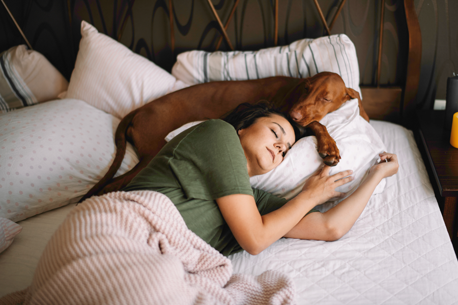sleep dog